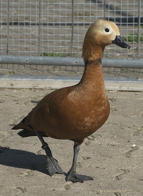 但孔帕尼依